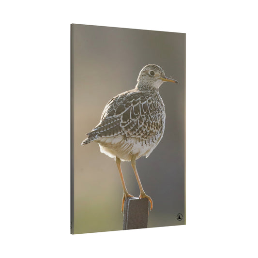 Artistic Bird Canvas Print, Nature Decor, Wildlife Wall Art, Home Decoration, Gift for Bird Lovers, Stretched Canvas