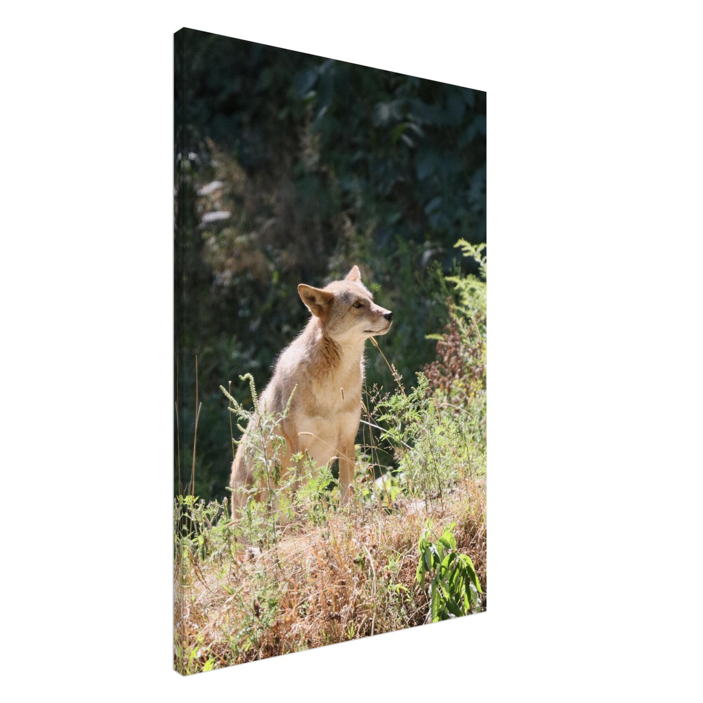 06abb32e-a54e-4bae-9daa-c3a781ac5420