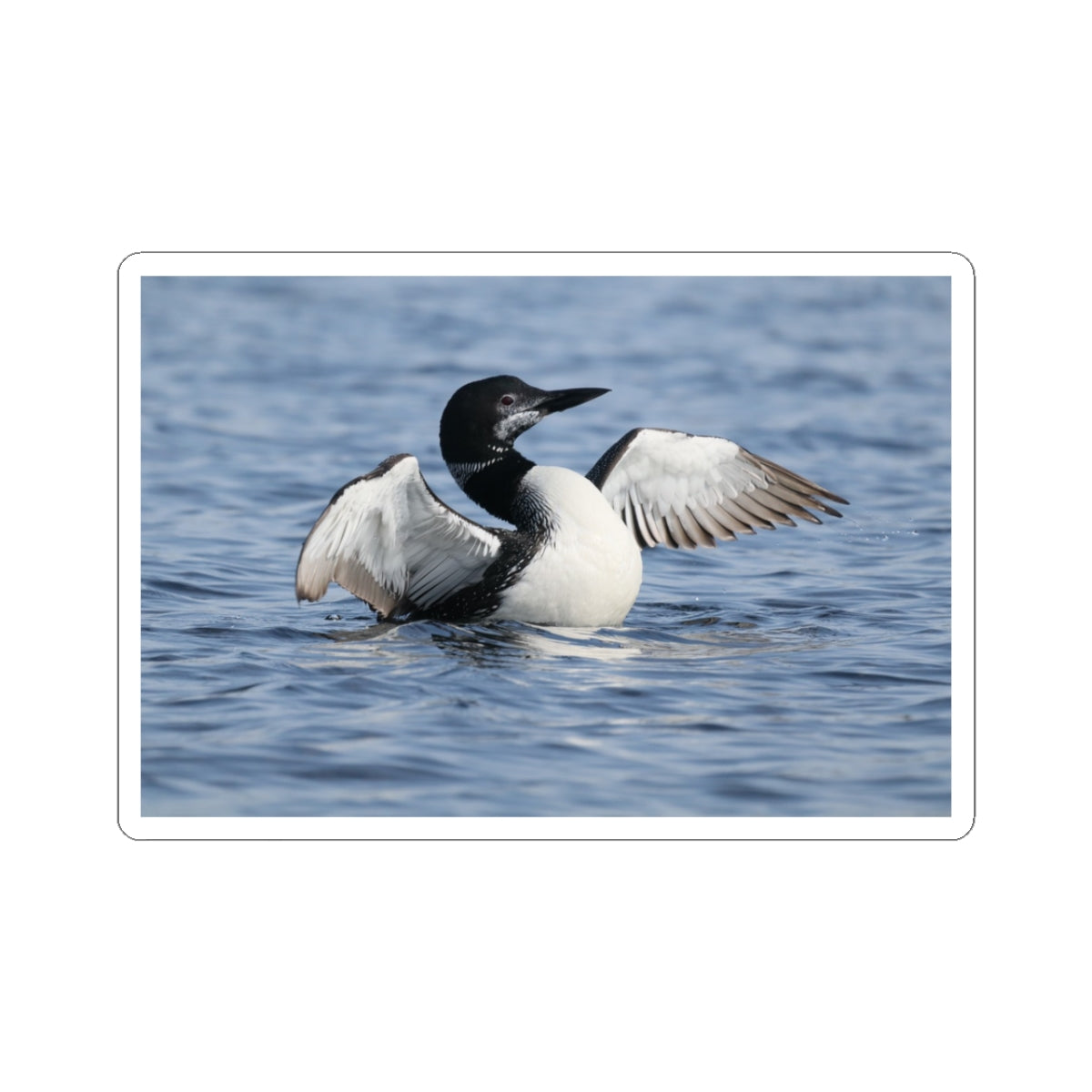 Common Loon Photo Sticker — Waterproof Kiss-Cut Sticker of Loon on Water
