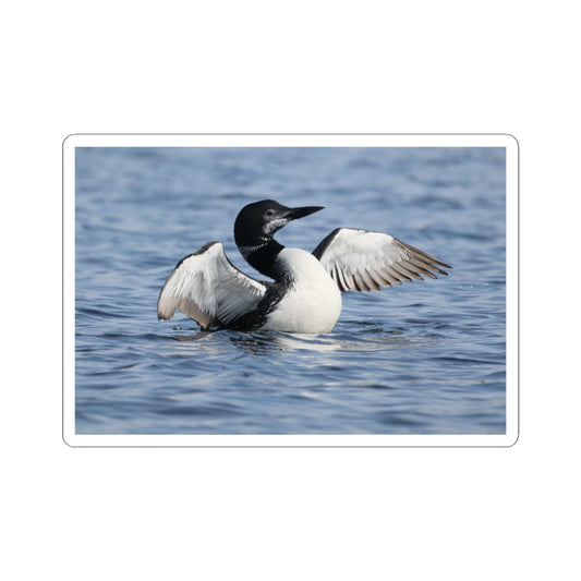 Common Loon Photo Sticker — Waterproof Kiss-Cut Sticker of Loon on Water