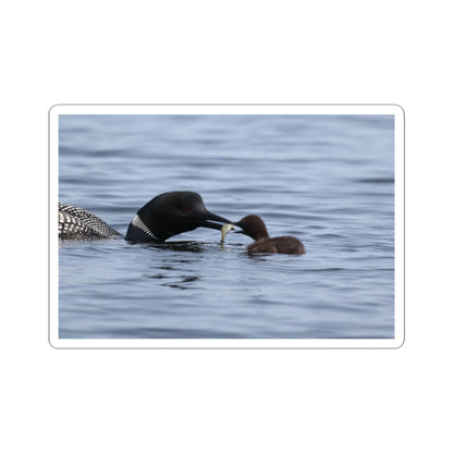 Common Loon & Chick Kiss-Cut Sticker — Nature Wildlife Decal