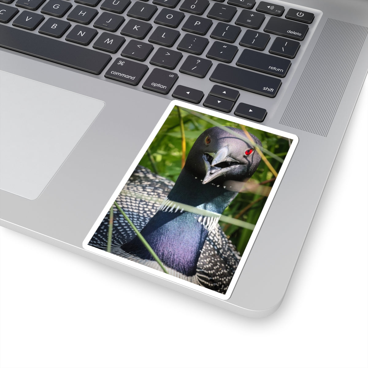 Common Loon Sticker — Realistic Bird Photo Vinyl Kiss-Cut Sticker