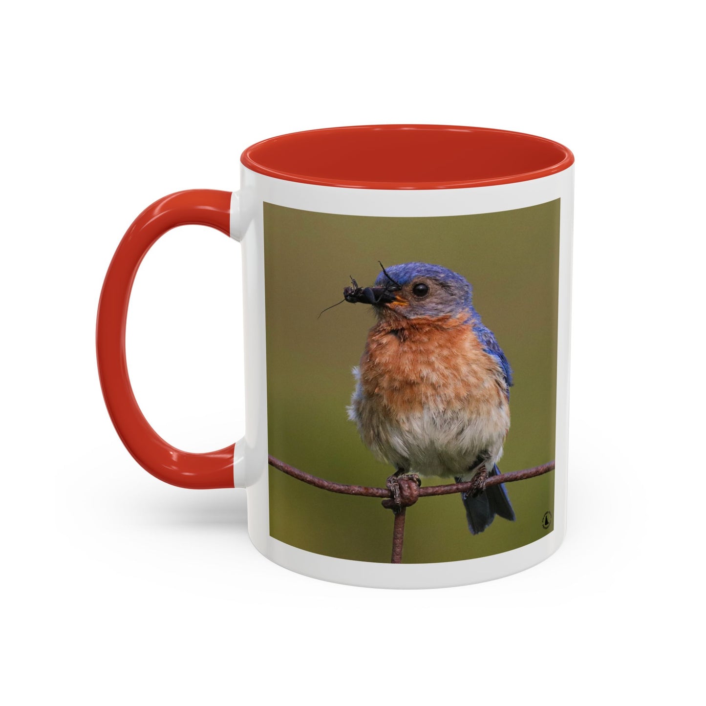 Bluebird Photo Coffee Mug — Eastern Bluebird with Insect Accent Mug (11/15 oz)