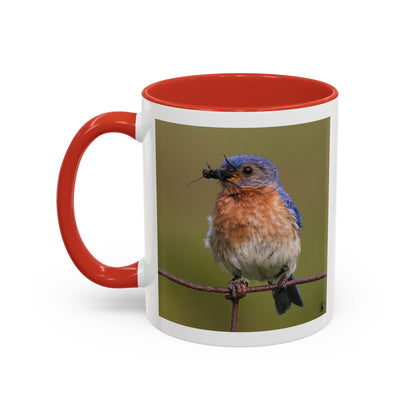 Bluebird Photo Coffee Mug — Eastern Bluebird with Insect Accent Mug (11/15 oz)