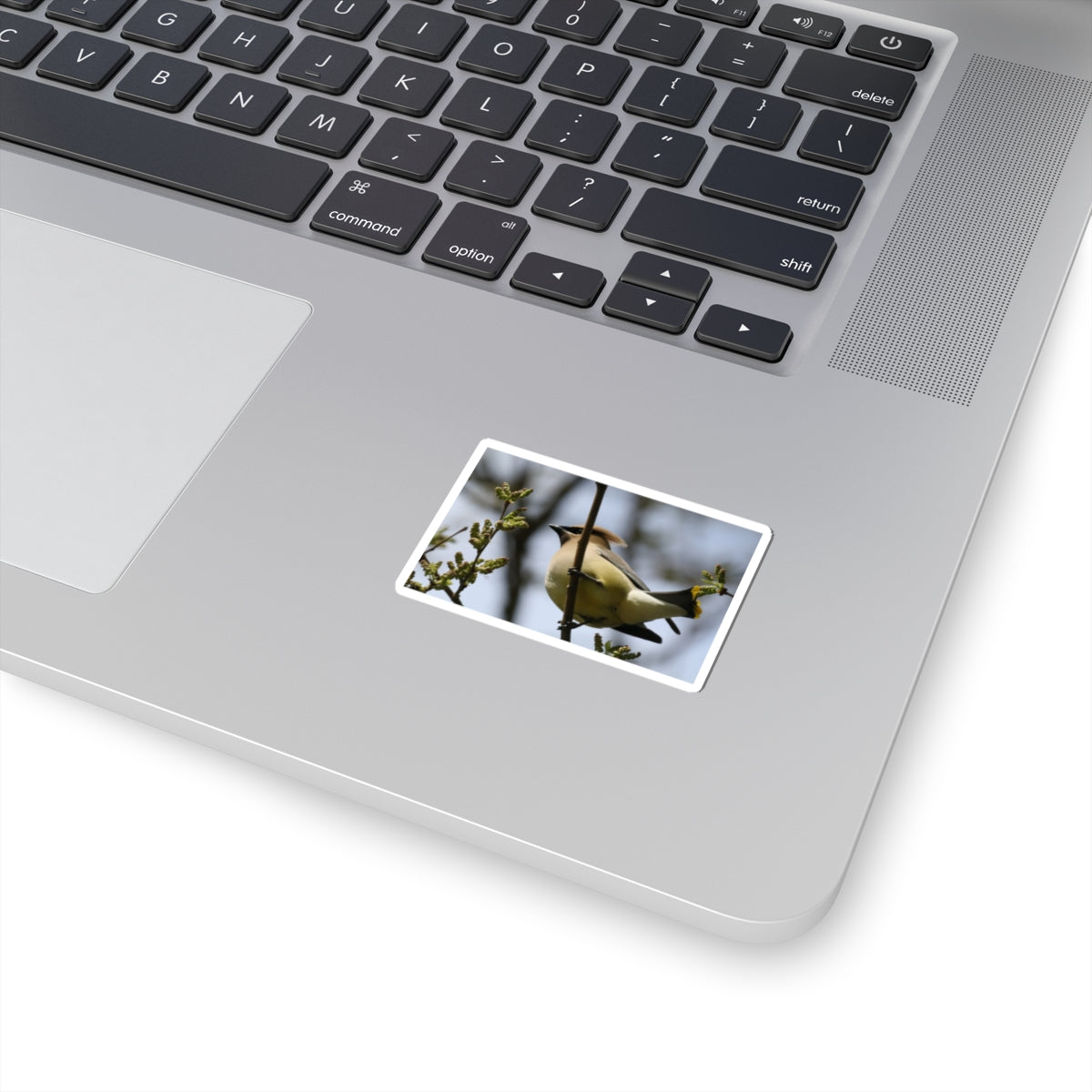 Cedar Waxwing Bird Sticker — Wildlife Photo Kiss-Cut Decal