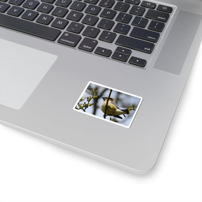 Cedar Waxwing Bird Sticker — Wildlife Photo Kiss-Cut Decal
