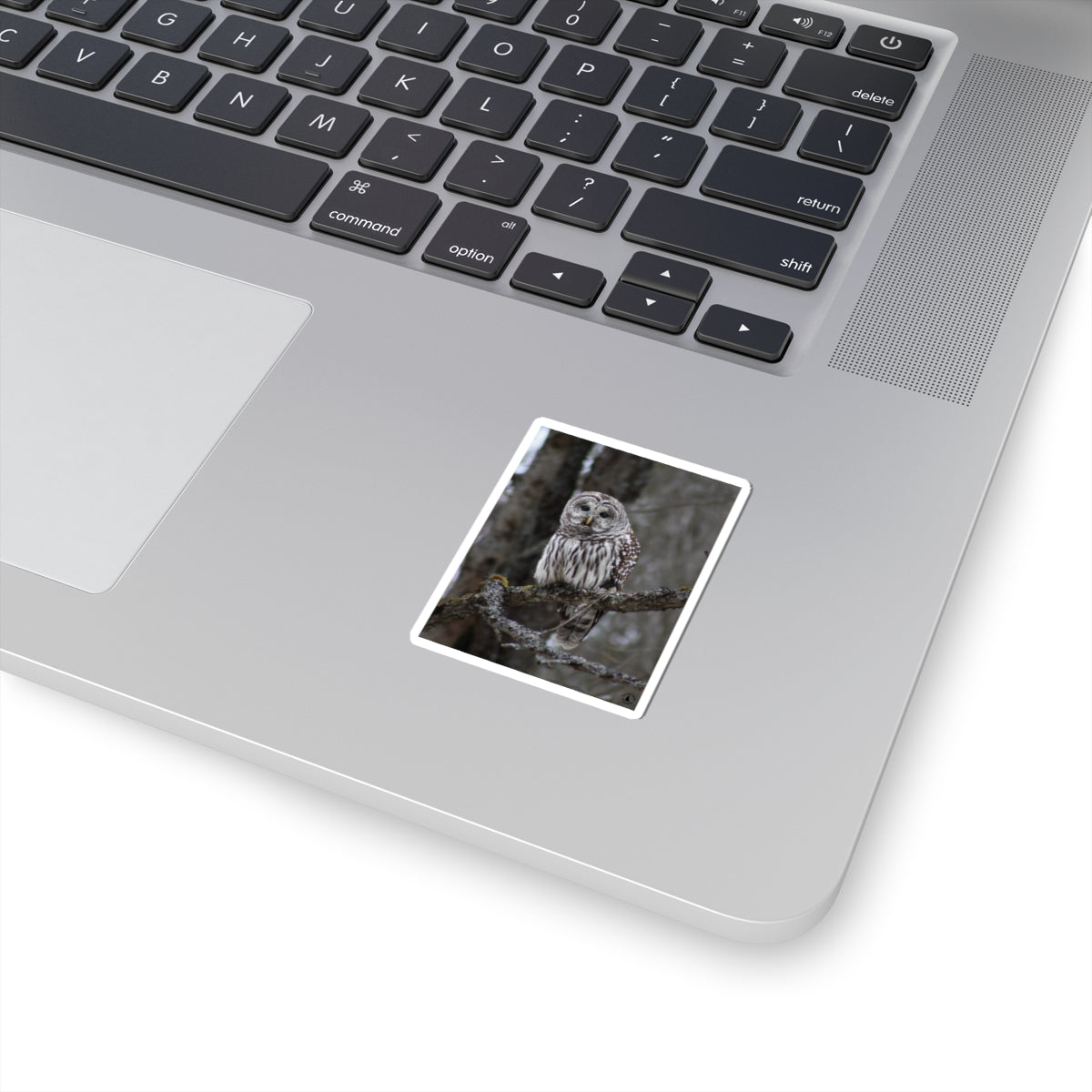 Barred Owl Kiss-Cut Sticker — Realistic Forest Wildlife Laptop Decal