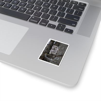 Barred Owl Kiss-Cut Sticker — Realistic Forest Wildlife Laptop Decal