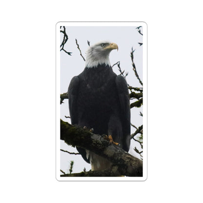 Bald Eagle Photo Kiss-Cut Sticker — Patriotic Wildlife Laptop Decal