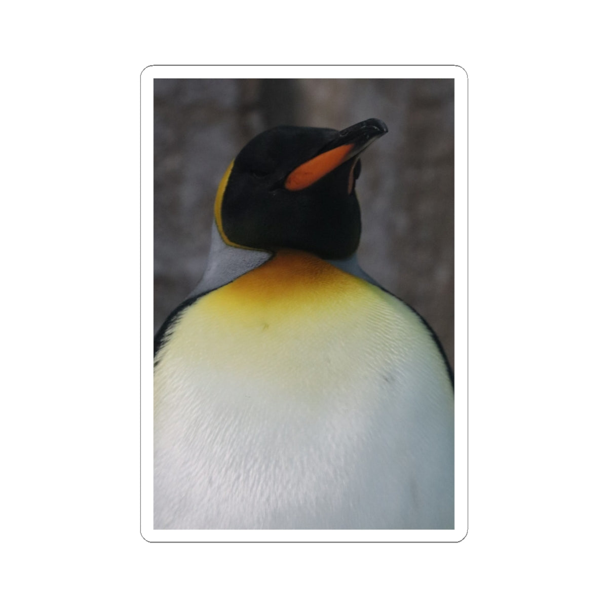 King Penguin Photo Kiss-Cut Sticker — Cute Wildlife Laptop Decal