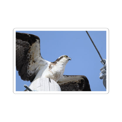 Osprey Photo Sticker — Kiss-Cut Waterproof Bird Decal
