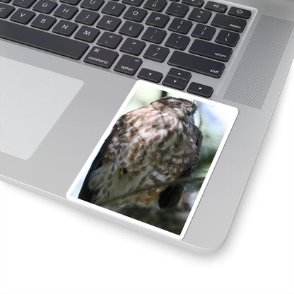 Cooper's Hawk Photo Kiss-Cut Sticker — Realistic Bird of Prey Laptop Decal