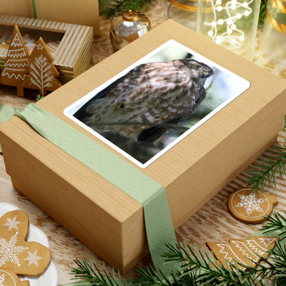 Cooper's Hawk Photo Kiss-Cut Sticker — Realistic Bird of Prey Laptop Decal