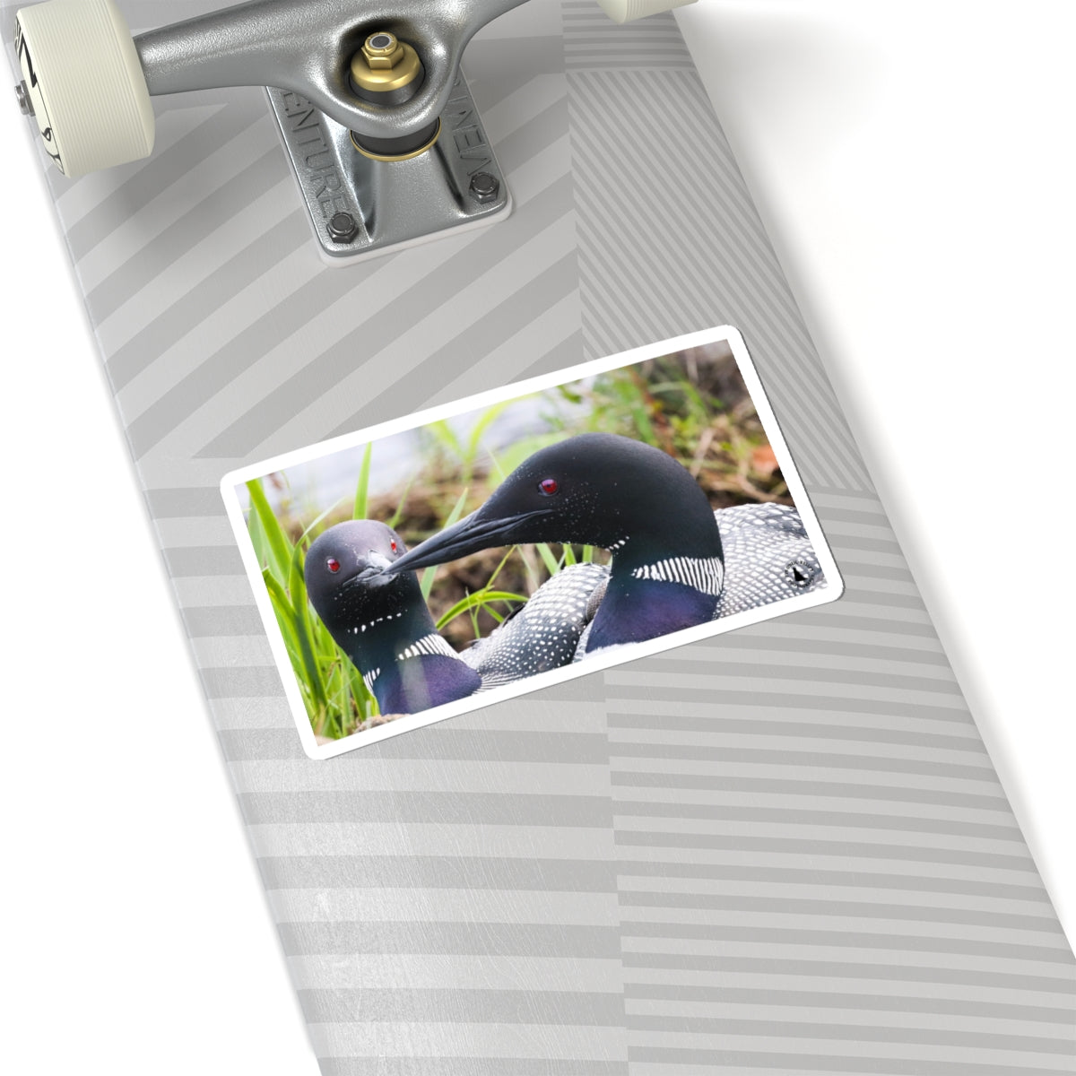 Common Loon Photo Sticker — Wildlife Kiss-Cut Decal
