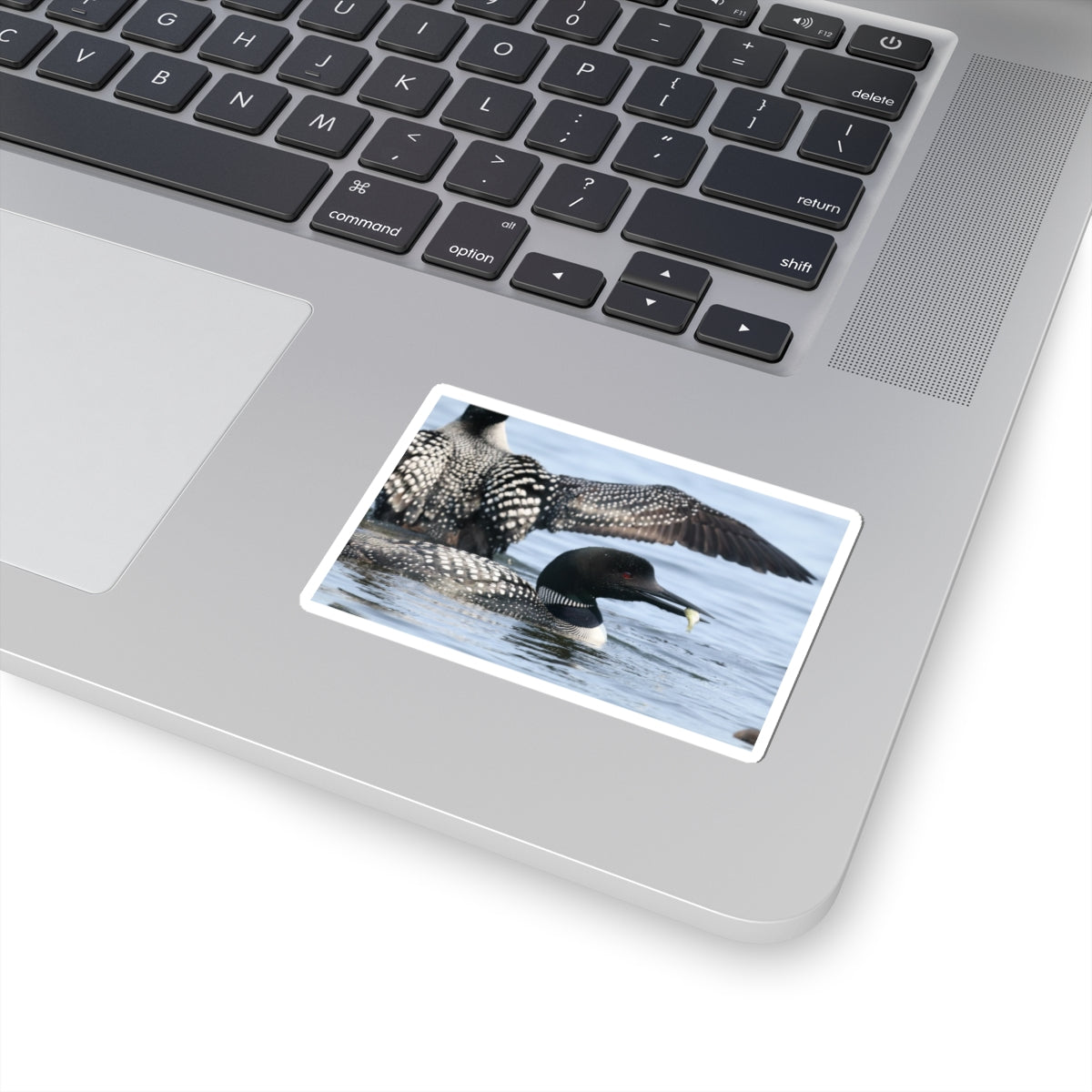 Common Loon Kiss-Cut Sticker — Realistic Waterfowl Photo Decal for Laptops, Water Bottles & Nature Lovers