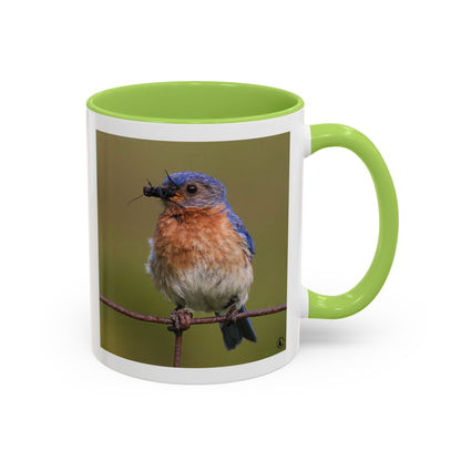 Bluebird Photo Coffee Mug — Eastern Bluebird with Insect Accent Mug (11/15 oz)