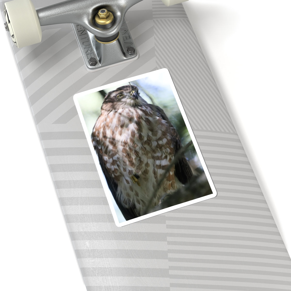 Cooper's Hawk Photo Kiss-Cut Sticker — Realistic Bird of Prey Laptop Decal