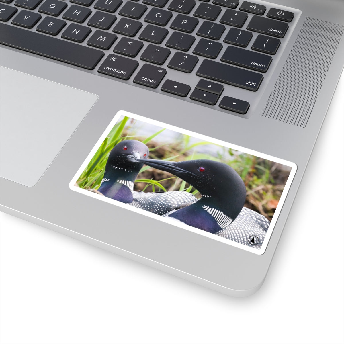 Common Loon Photo Sticker — Wildlife Kiss-Cut Decal
