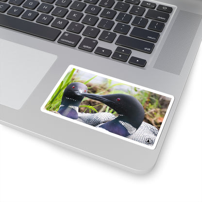 Common Loon Photo Sticker — Wildlife Kiss-Cut Decal