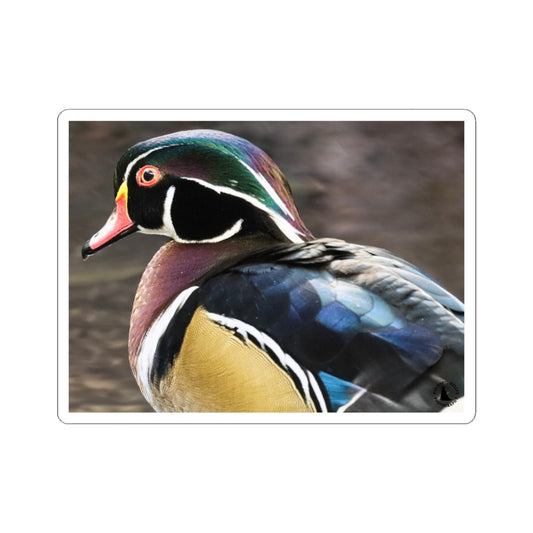 Wood Duck Kiss-Cut Sticker — Colorful Waterfowl Vinyl Decal for Laptop, Water Bottle, Planner