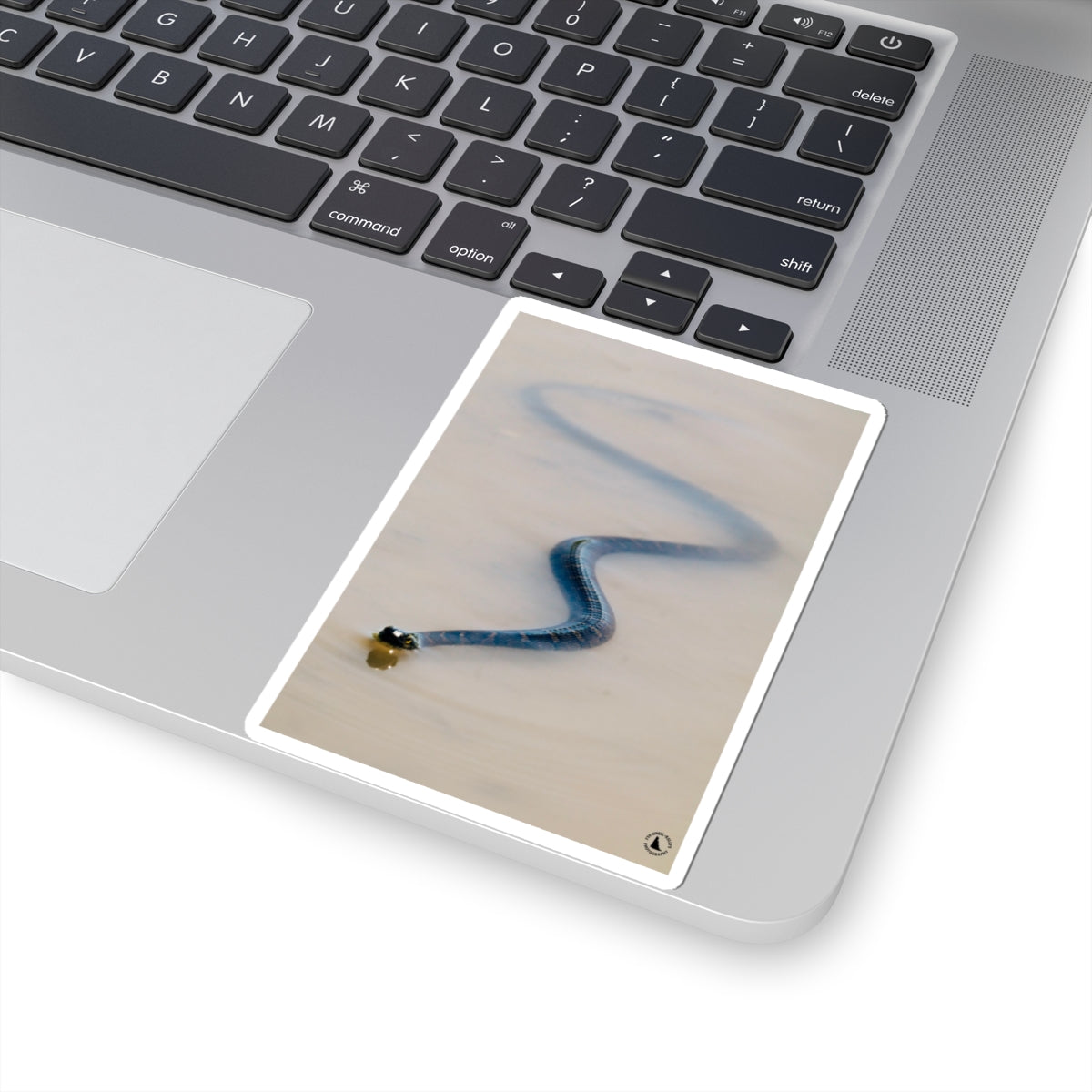 Blue Viper Snake Kiss-Cut Sticker — Realistic Serpent Decorative Decal