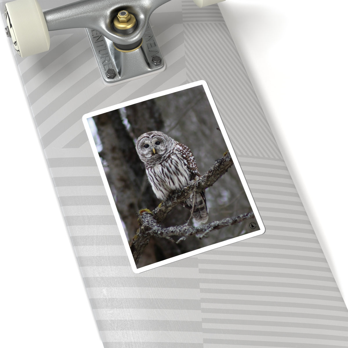 Barred Owl Kiss-Cut Sticker — Realistic Forest Wildlife Laptop Decal
