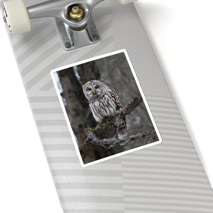Barred Owl Kiss-Cut Sticker — Realistic Forest Wildlife Laptop Decal