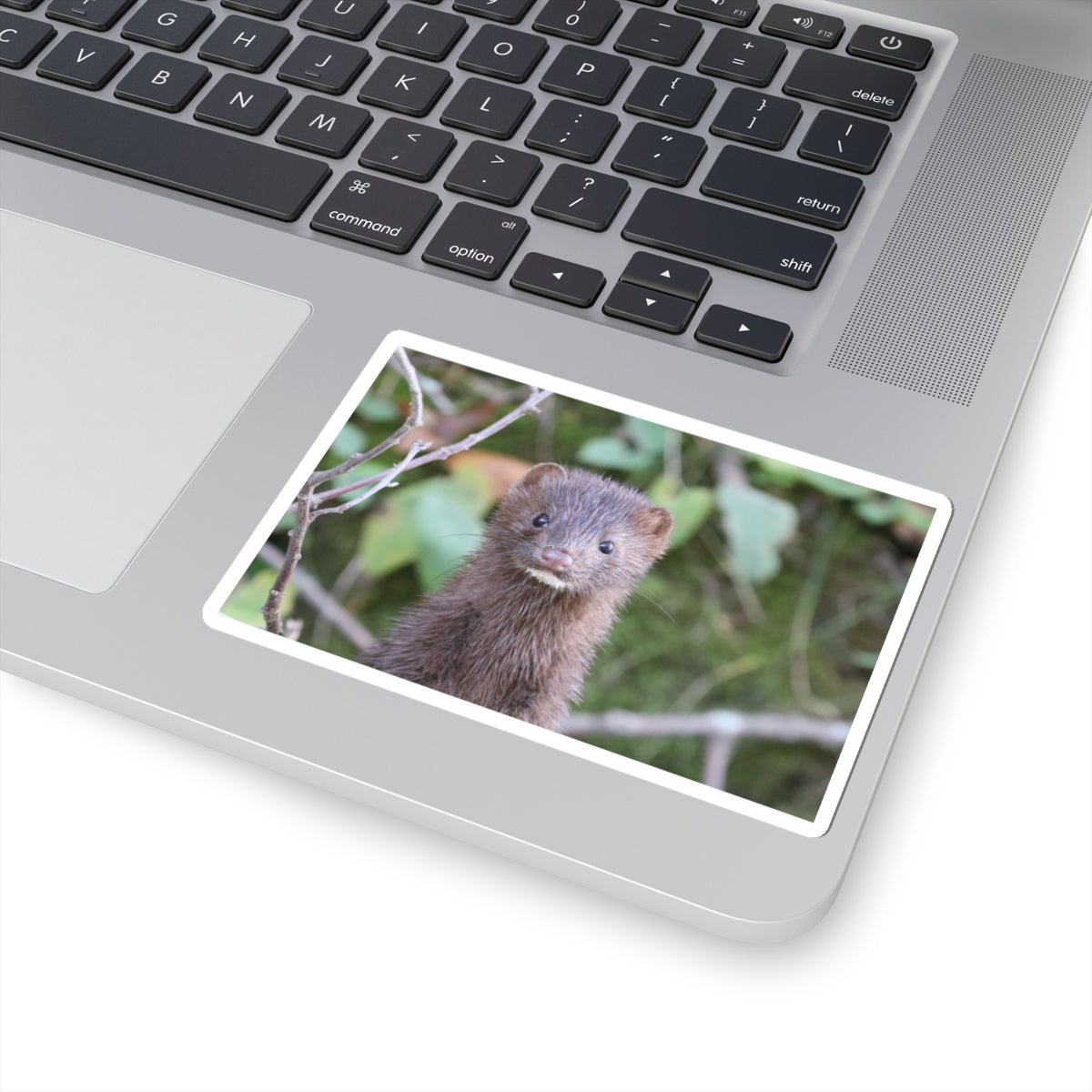 Curious Mink Photo Sticker — Cute Wildlife Laptop Decal