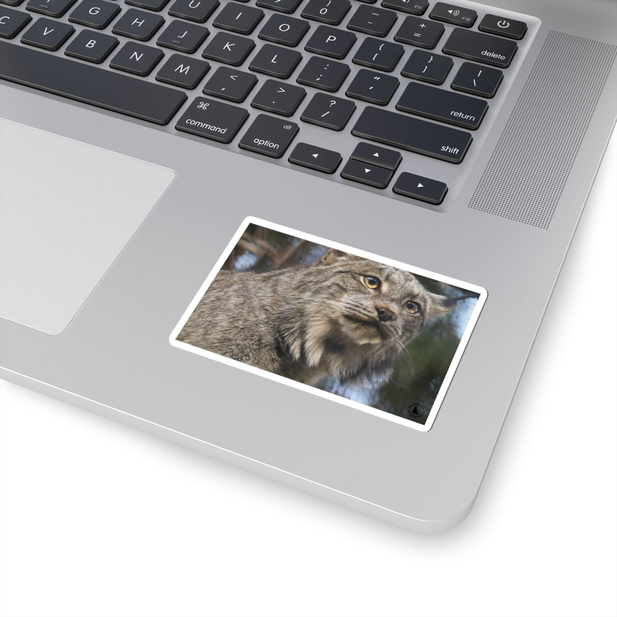 Lynx Photo Kiss-Cut Sticker — Realistic Wild Cat Laptop Decal
