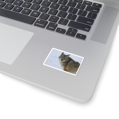 Coyote in Snow Kiss-Cut Sticker — Wildlife Laptop Decal