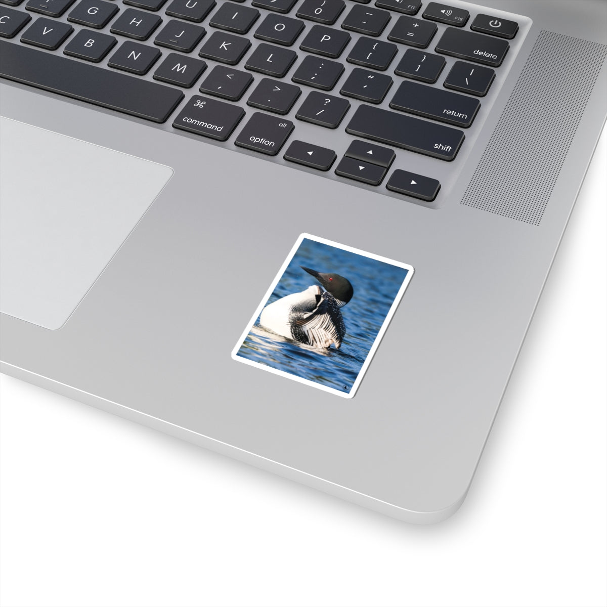 Common Loon Kiss-Cut Sticker — Realistic Loon Photo Waterproof Sticker for Nature Lovers