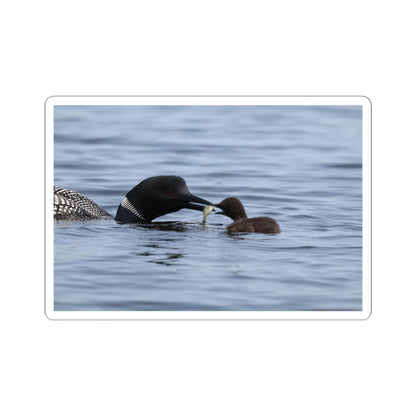 Common Loon & Chick Kiss-Cut Sticker — Nature Wildlife Decal