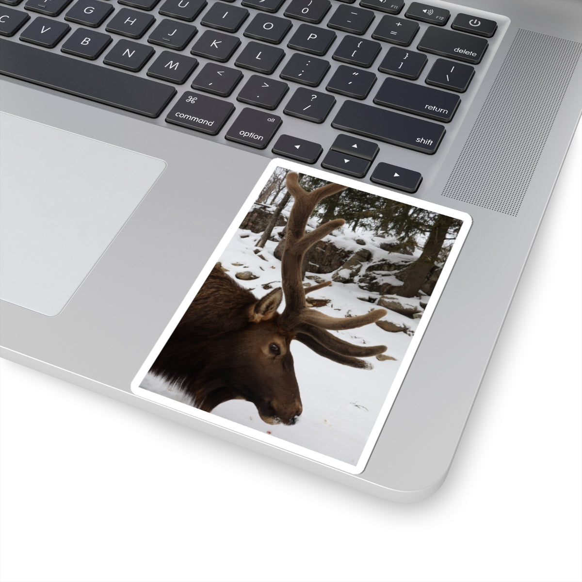 Elk Antler Photo Sticker – Winter Wildlife Kiss-Cut Sticker