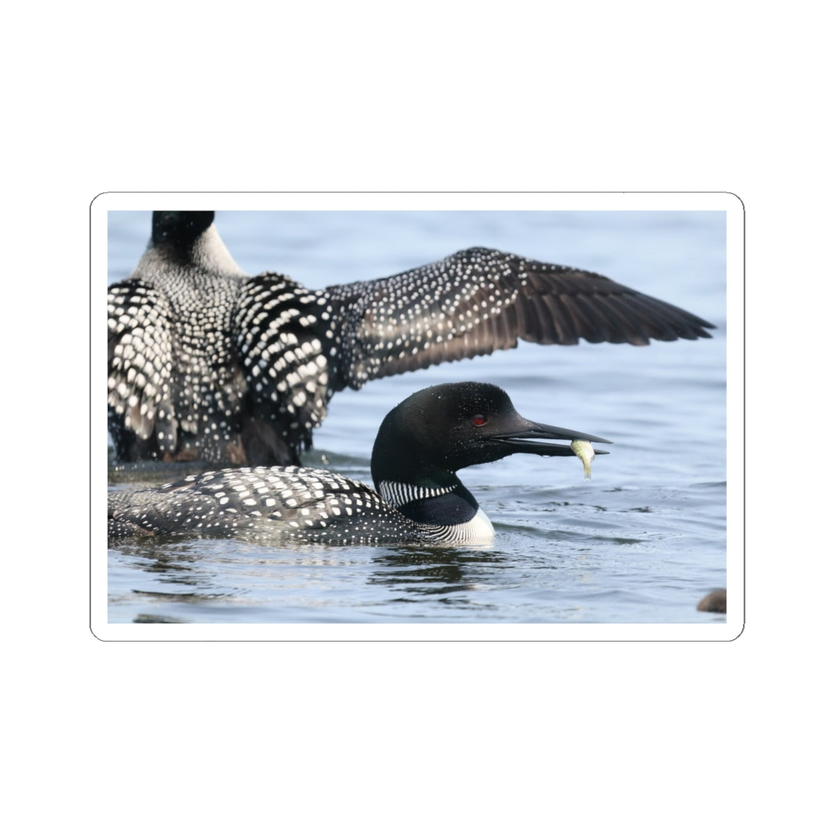 Common Loon Kiss-Cut Sticker — Realistic Waterfowl Photo Decal for Laptops, Water Bottles & Nature Lovers