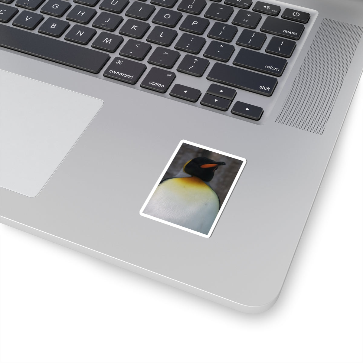 King Penguin Photo Kiss-Cut Sticker — Cute Wildlife Laptop Decal