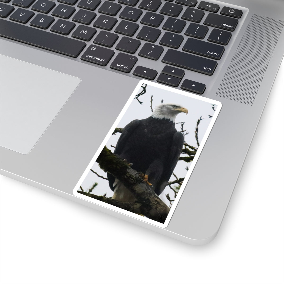 Bald Eagle Photo Kiss-Cut Sticker — Patriotic Wildlife Laptop Decal