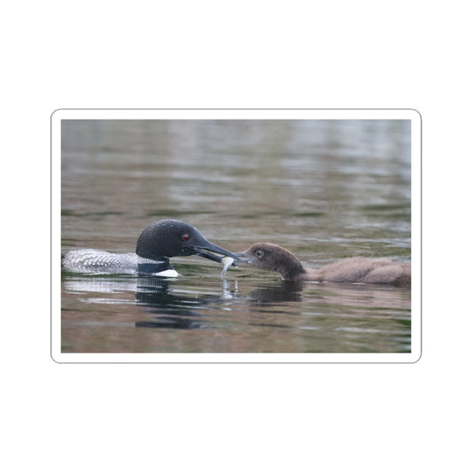 Common Loon Parent & Chick Kiss-Cut Sticker — Nature Wildlife Laptop Decal