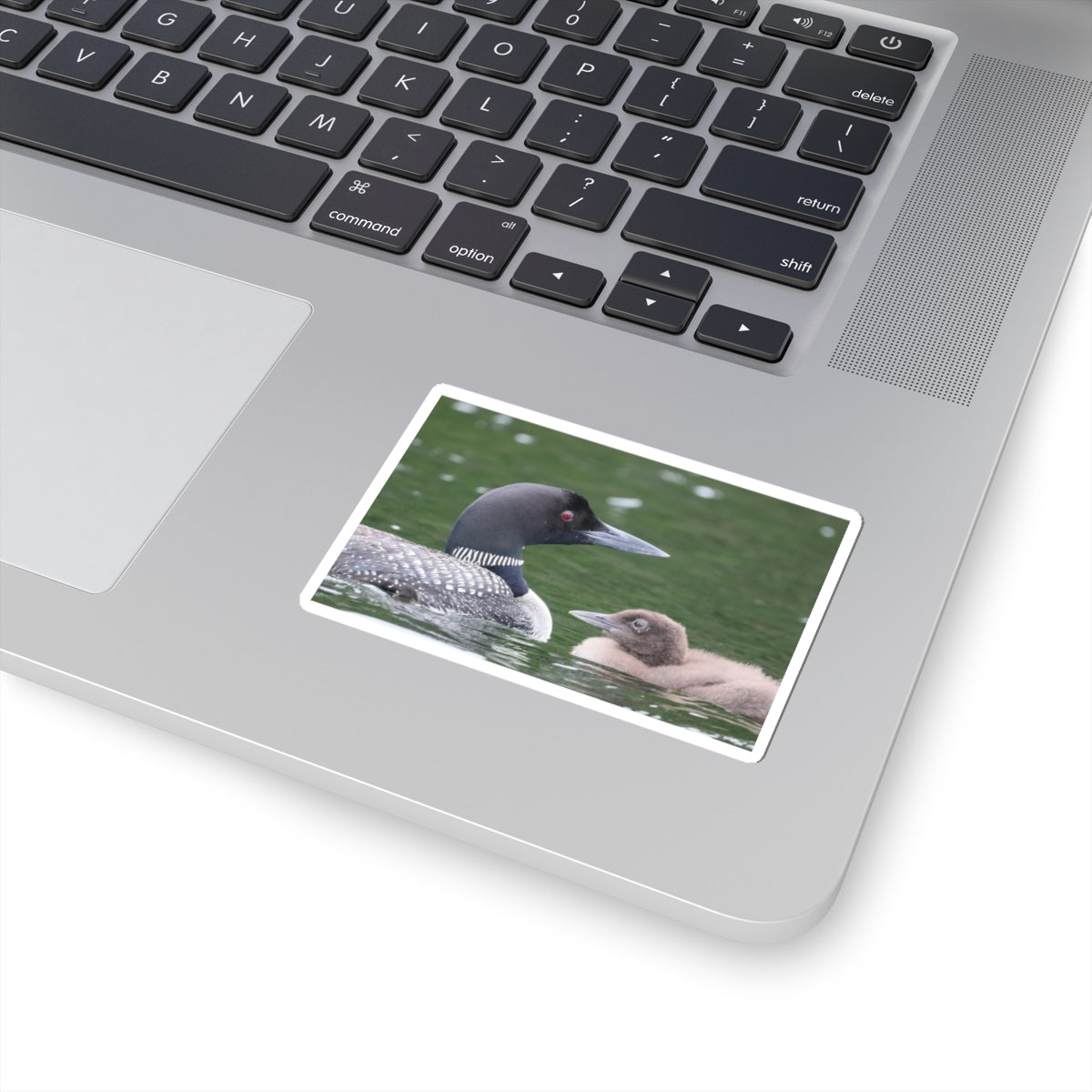 Common Loon Sticker — Kiss-Cut Wildlife Sticker with Loon and Chick, Nature Laptop Decal