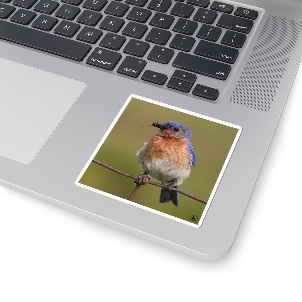 Eastern Bluebird Photo Kiss-Cut Sticker — Nature Bird Laptop Decal