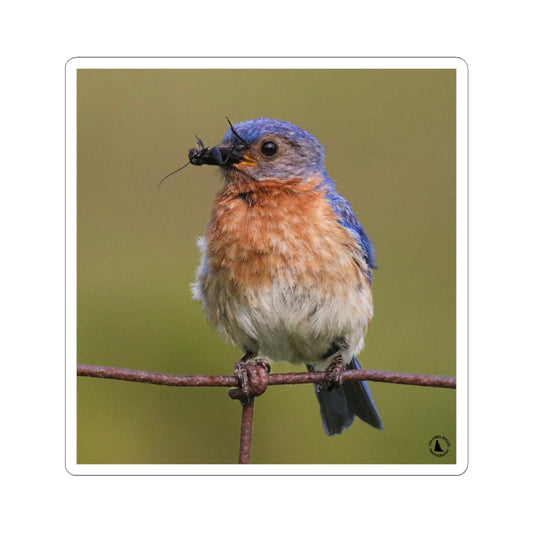 Eastern Bluebird Photo Kiss-Cut Sticker — Nature Bird Laptop Decal