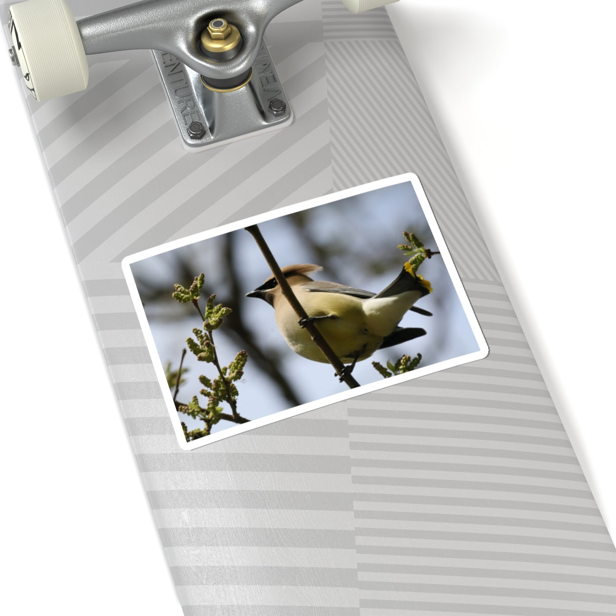 Cedar Waxwing Bird Sticker — Wildlife Photo Kiss-Cut Decal