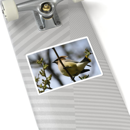 Cedar Waxwing Bird Sticker — Wildlife Photo Kiss-Cut Decal
