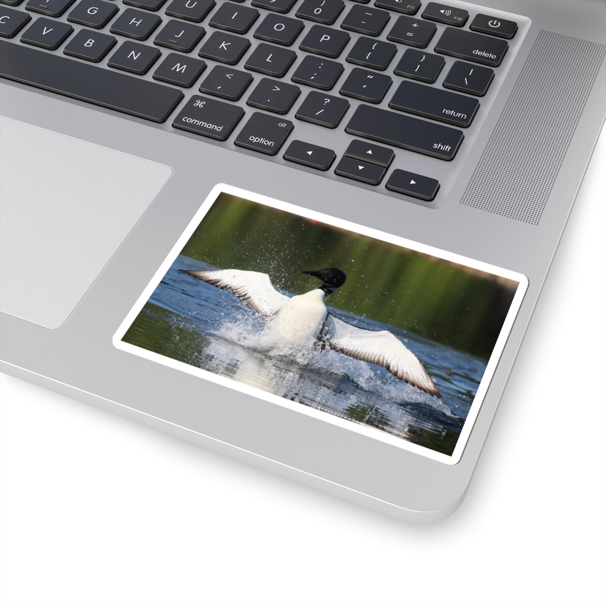 Common Loon Kiss-Cut Sticker — Splashing Loon Lake Scene