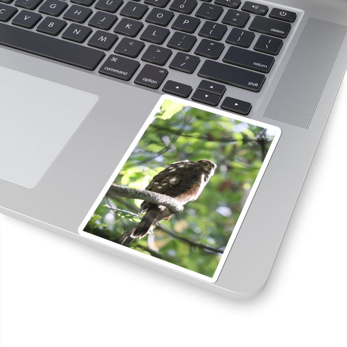 Sharp-Shinned Hawk Photo Sticker — Birdwatching Laptop Decal
