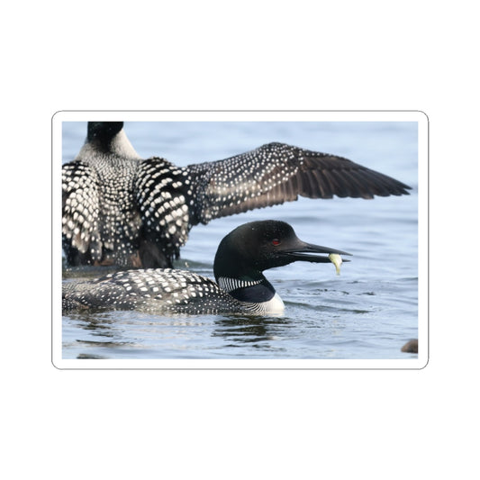 Common Loon Kiss-Cut Sticker — Realistic Waterfowl Photo Decal for Laptops, Water Bottles & Nature Lovers