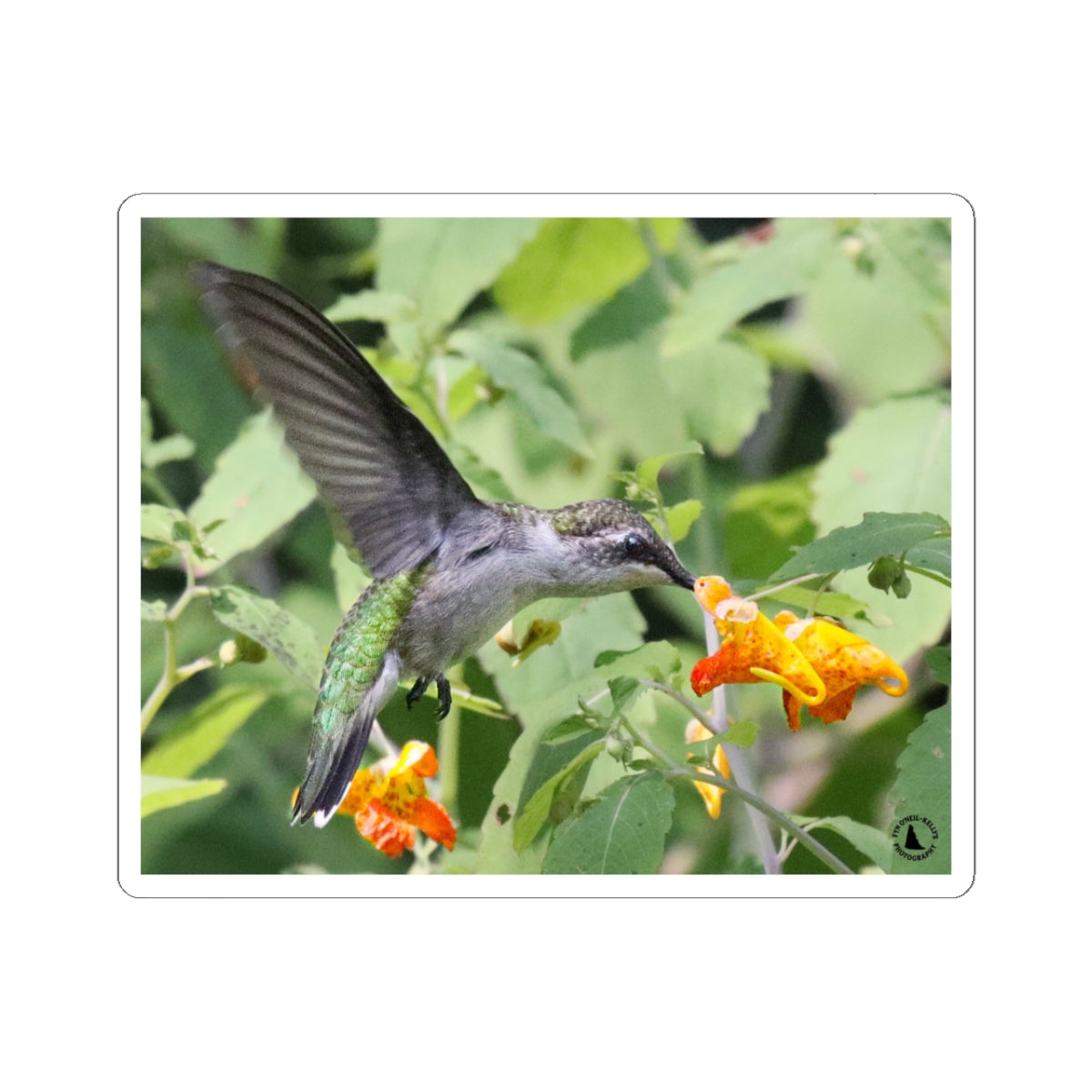 Hummingbird & Orange Flower Kiss-Cut Sticker — Nature Wildlife Laptop Decal