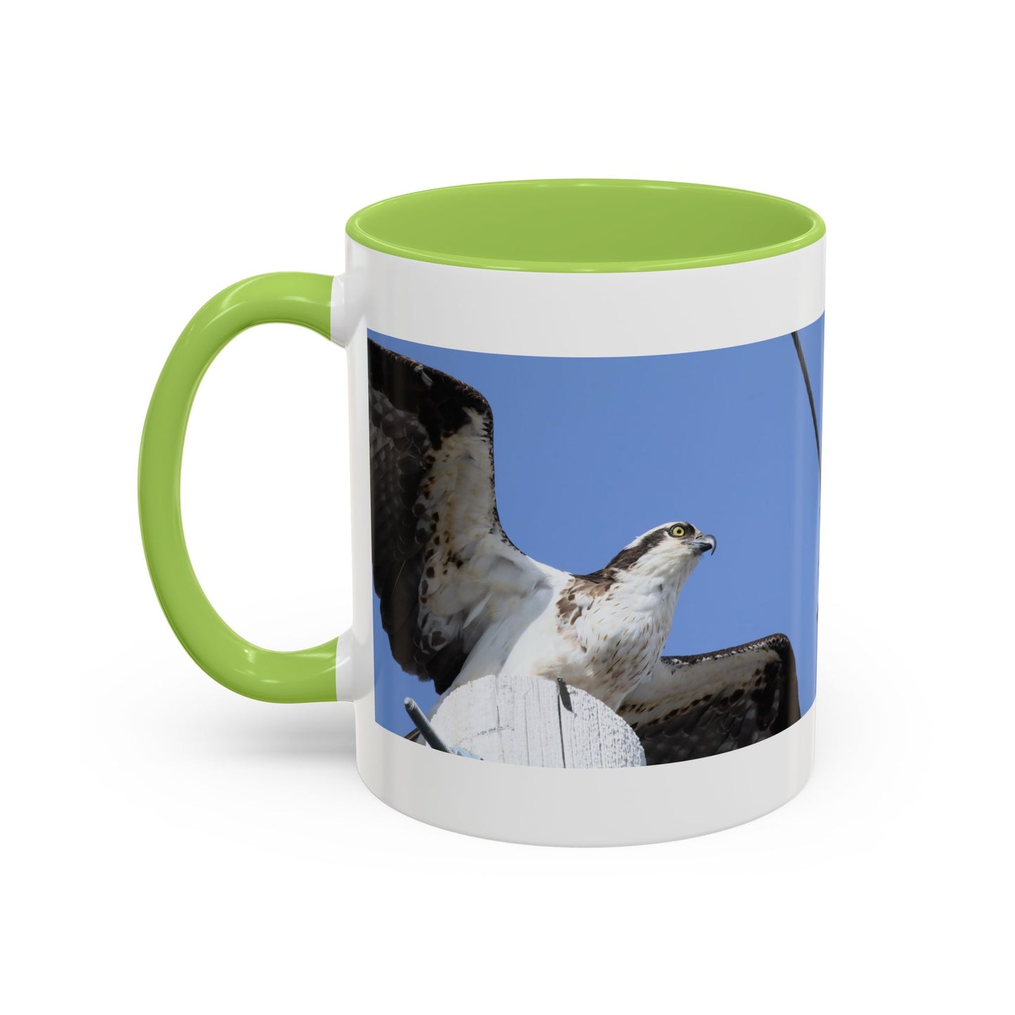 Osprey Photo Accent Coffee Mug – Wildlife Bird Photography Drinkware (11/15 oz)