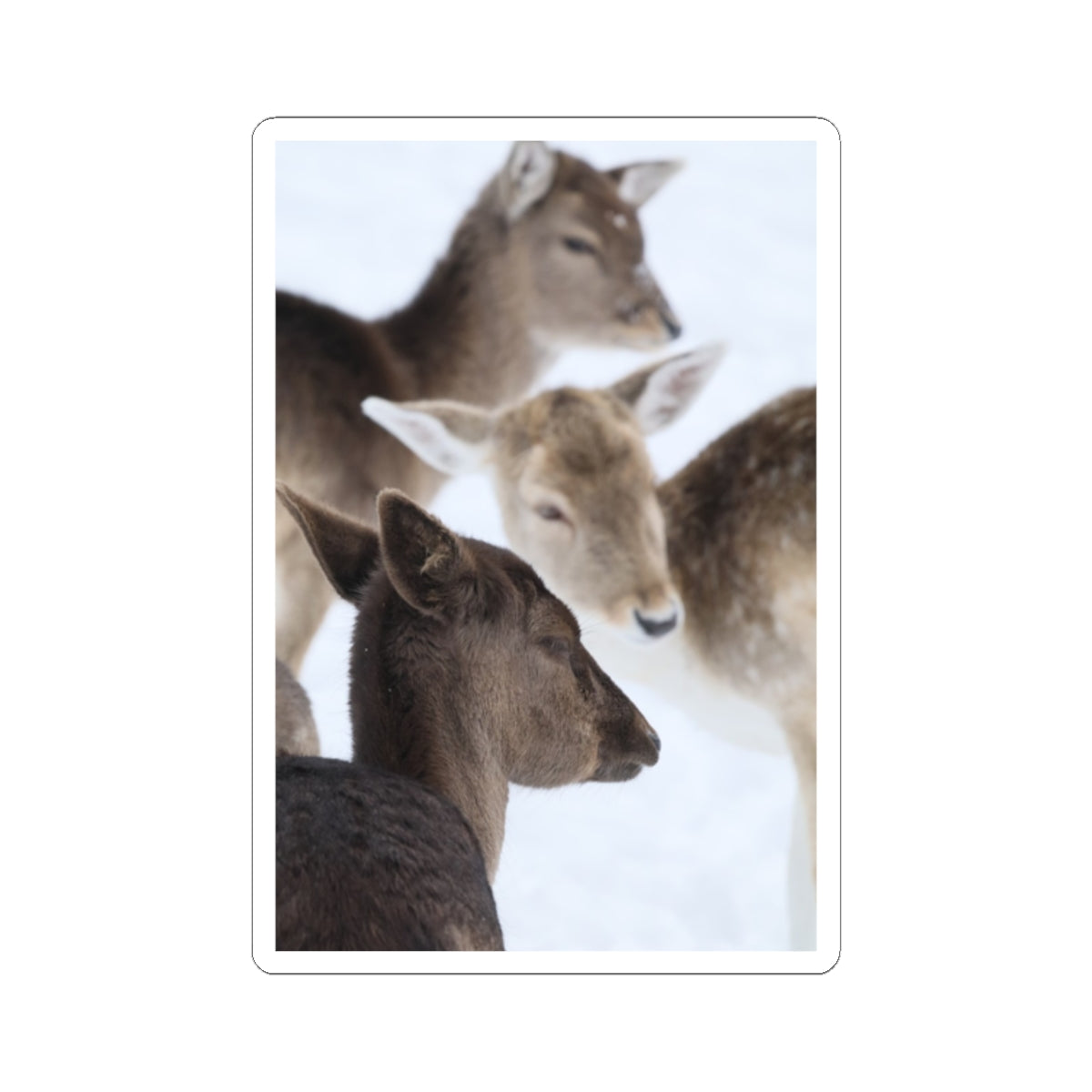Deer Herd Kiss-Cut Sticker — Winter Wildlife Photo Sticker