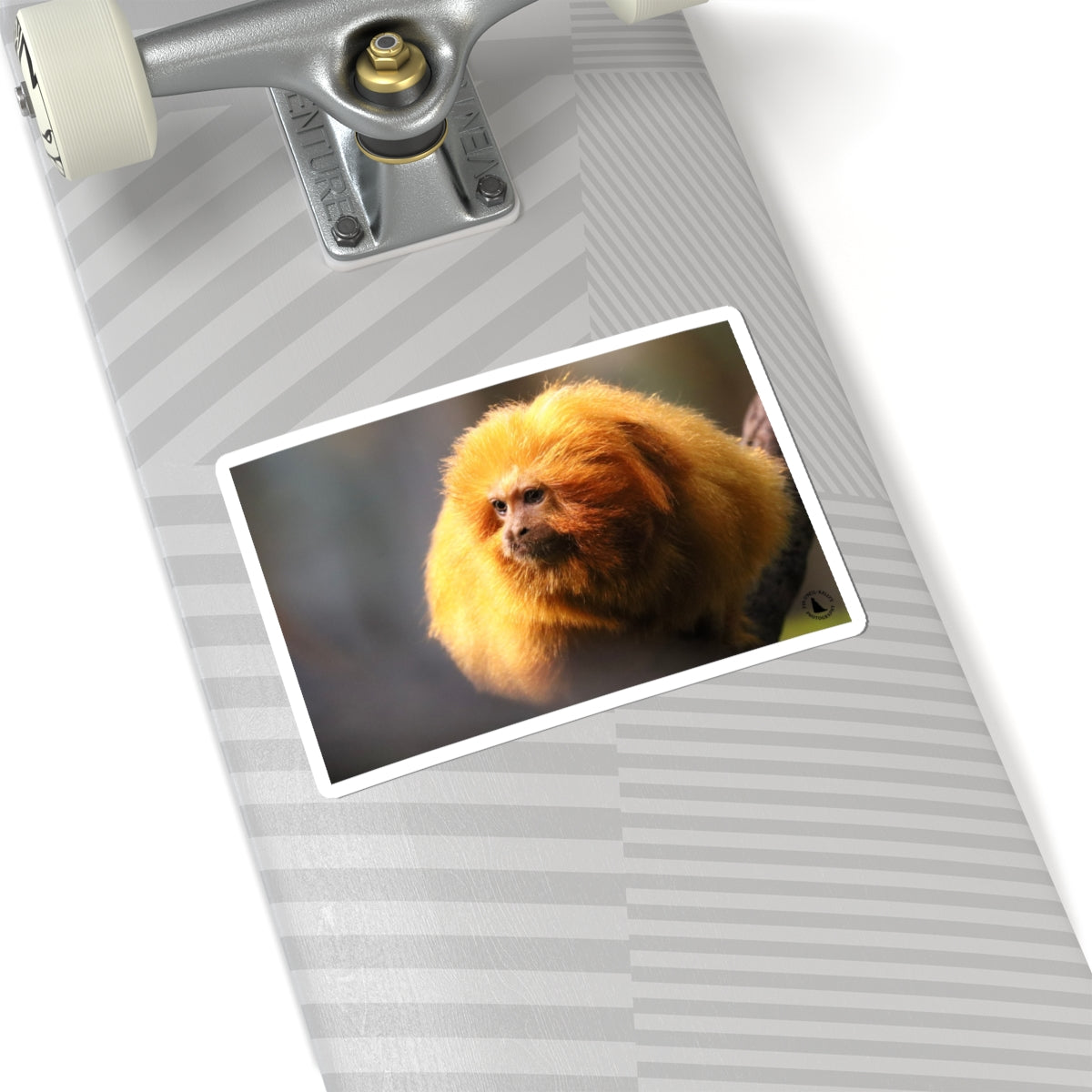 Golden Lion Tamarin Sticker — Cute Exotic Monkey Laptop Decal