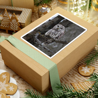 Barred Owl Kiss-Cut Sticker — Realistic Forest Wildlife Laptop Decal